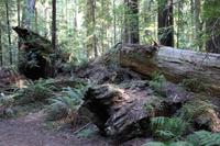 Kleiner Spaziergang im Mammutbaum-Wald