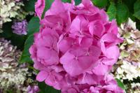 Gartentour - Hortensien