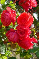 im Coronation Park - das dufted