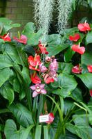 Eric Young Orchid Foundation