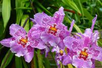 Eric Young Orchid Foundation