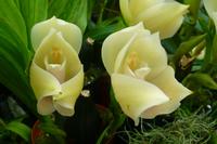 Eric Young Orchid Foundation