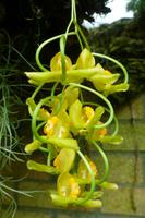 Eric Young Orchid Foundation