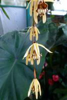 Eric Young Orchid Foundation