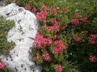 Alpenröschen