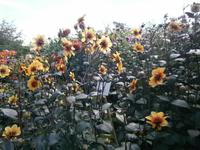 Dahlien