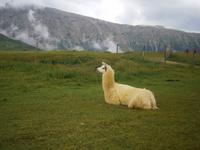 Alpaka auf der Seiser Alm