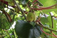 Kiwi-Früchte am Baum