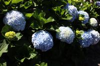 Blütenpracht in Santana