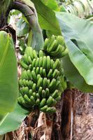 Bananenanbau auf dem Weingut in Câmara de Lobos