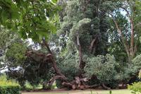 Im Garten der Familie Blandy