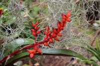 Im Orchideen-Garten in Funchal