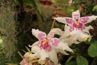 Im Orchideen-Garten in Funchal