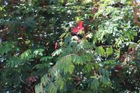 In Esmeraldas Kräutergarten