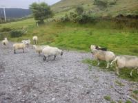 verschiedene Schafsrassen beim Schäfer Brendan