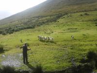 Brendan arbeitet mit seinen Bordercollies