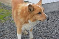 Island Wachhund der Islandpferde