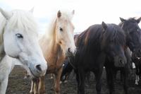 Island - Islandpferde