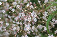 Island - Petras Steinhaus