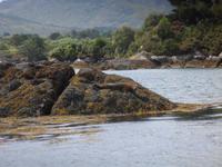 Robbe vor Ilnacullin