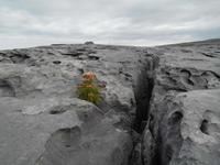 Im Burren