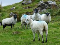 Killary Harbour