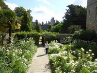 Arundel - weiße Garten