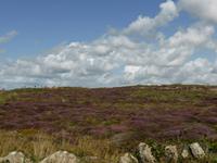 Lands End - die Heide blüht
