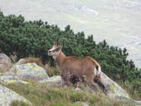 Gemsen in der Niederen Tatra