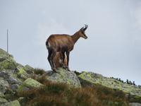 Gemsen in der Niederen Tatra