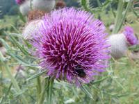 Disteln bestimmen das Bild am Roszutec im August