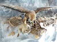 Ausstellung auf dem Säntis