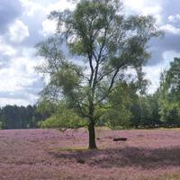 Heideblüte