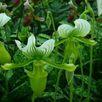 Orchideen Zentrum Wichmann
