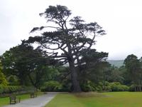 Muckross Park