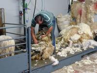 Kissane Sheepfarm
