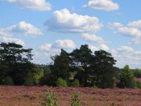 Lüneburger Heide