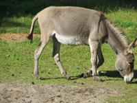 auf dem Schäferhof bei Neuenkirchen