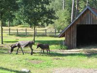 auf dem Schäferhof bei Neuenkirchen