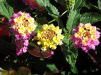 Im Vogelpark Walsrode - Wandelröschen