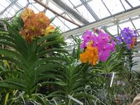 beim Orchideenzüchter Firma Wichmann