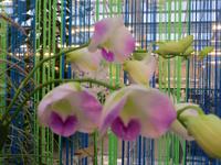 Orchideenblüten