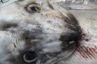 Fischmarkt in St. Helier 