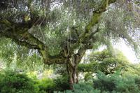 Trauerzierbirke im Garten von Mrs. Lee auf Jersey