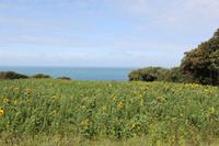 Sonnenblumenfeld Jersey