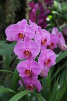 Eric Young Orchideen Ausstellung