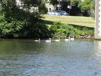 Schifffahrt auf der Mosel