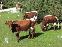 Schokoladenbraun, nicht violett