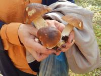 Lahemaa Nationalpark Pilze Pilze Pilze