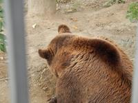 Er Bär aus Bärn... ähm... Bern